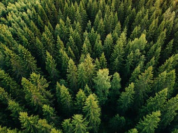 Вид на зеленые деревья в лесу в сельской Финляндии