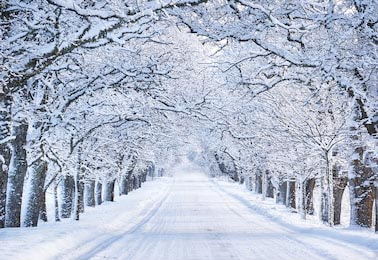 Аллея с белоснежными деревьями покрытыми снегом