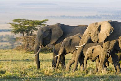 Африканские слоны на Масаи-Мара, Кения