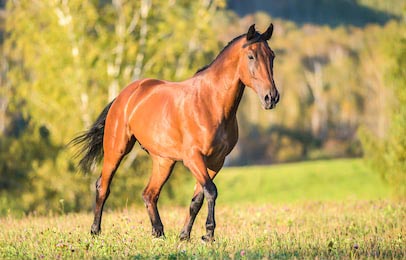 Аравийская лошадь с блестящей шерстью в саду