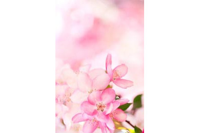 Цветущая сакура крупным планом на розовом фоне Цветущая сакура крупным планом на розовом фоне