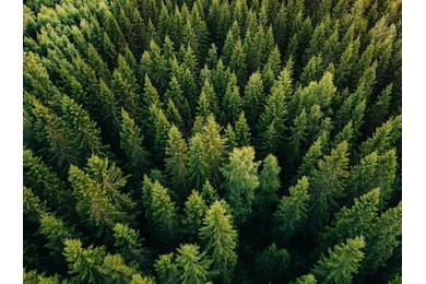 Вид на зеленые деревья в лесу в сельской Финляндии