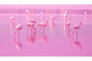 Розовые фламинго в розовом озере на закате