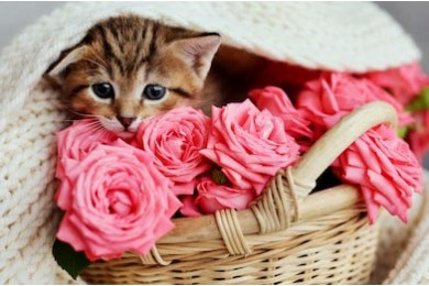 Маленький котенок в корзине с розовыми розами