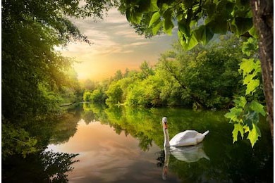 Белый лебедь на пруде в зеленом лесу