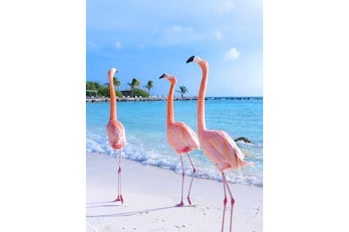 Красивый розовый фламинго на пляже