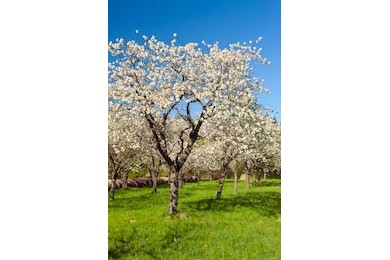 Красивое цветущее яблоневое дерево весной