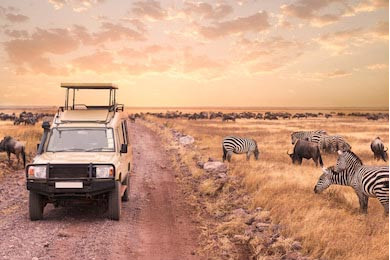 Сафари парк в нацпарке возле зебр и буйволов