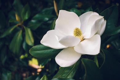 Большой кремово-белый цветок южной магнолии