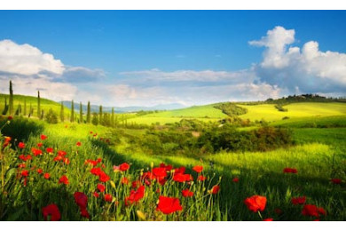 С красными цветами мака и кипарисы на горной тропе