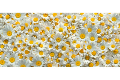 Цветочный фон из мелких белых ромашек Цветочный фон из мелких белых ромашек