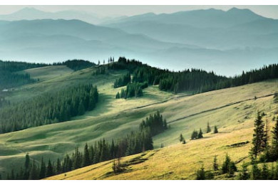 Красивый пейзаж зеленых Карпат