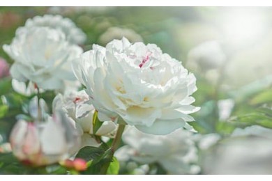 Белый цветок пиона на фоне сада с пионами 