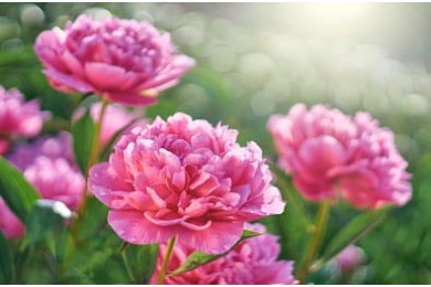 Зеленый сад с цветущими розовыми пионами