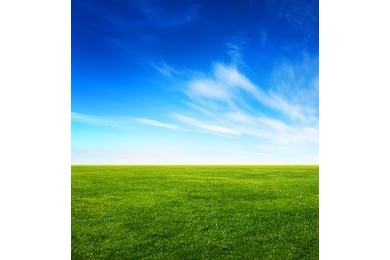 Летнее поле с зеленой молодой травой на фоне неба