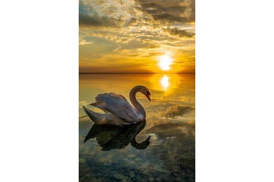 Закатный силуэт лебедя на воде на закате дня