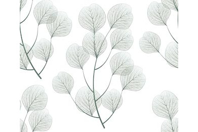 Иллюстрация синих листьев евкалипта на белом фоне Иллюстрация синих листьев евкалипта на белом фоне