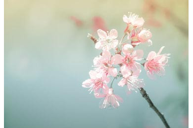 Мягкий фокус сакуры на фоне природы