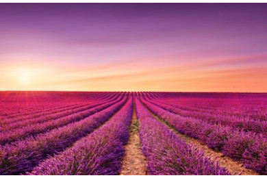 Цветущие поля лаванды на закате. Валансоль Цветущие поля лаванды на закате. Валансоль