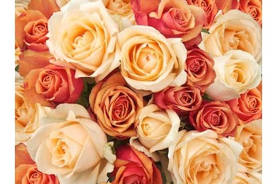 Голанские оранжевые и бежевые розы в большом букете