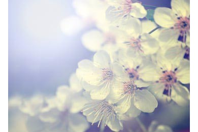 Винтажное фото белого цветка сакуры весной