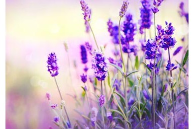Молодые цветы лаванды на фиолетовом фоне