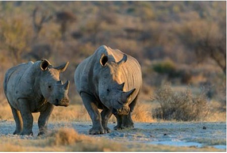  Белый носорог гуляет по Национальному парку