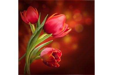 Букет красных тюльпанов на темном фоне