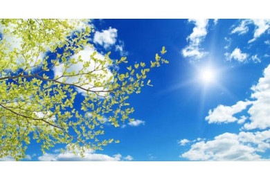 Зеленое молодое деревце тянущееся к облакам Зеленое молодое деревце тянущееся к облакам