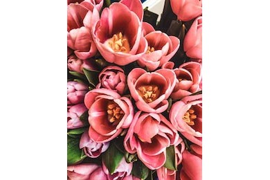 Винтажные розовые распустившиеся тюльпаны