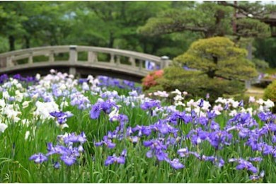 Ирис энсата в японском саду на фоне мостика
