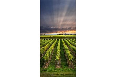 Вертикальная панорама виноградника на закате