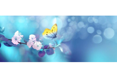 Бабочка и ветви цветущего дерева весной на восходе Бабочка и ветви цветущего дерева весной на восходе