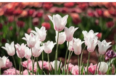 Белые цветы тюльпана распускаются весной в саду