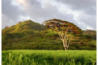 Дерево Коа стоит одиноко среди бизоньей травы