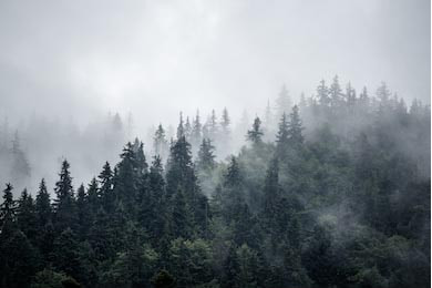 Туманный горный пейзаж с еловым лесом Туманный горный пейзаж с еловым лесом