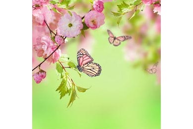 Розовый цветок сакуры и бабочки на зеленом фоне