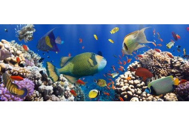 Коралловые рифы и рыбы в под водой в Красном море