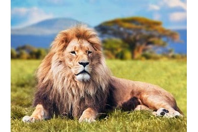 Большой лев, лежащий на траве саванны