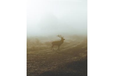 Силуэт оленя в тумане в природном парке