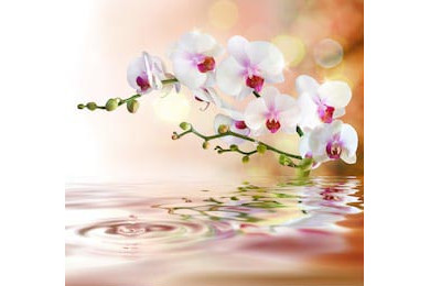 Белые орхидеи на воде с каплей Белые орхидеи на воде с каплей