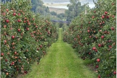 Красные яблоки на деревьях в саду
