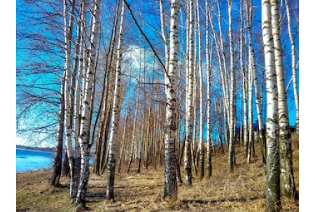 Молодые березки с черно-белой корой в березовой роще