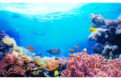 Коралловый риф подводного морского мира