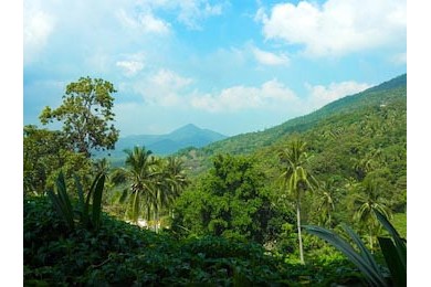  Вид с воздуха на зеленые тайские джунгли 