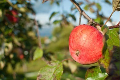 Яблоко с красными боками крупным планом 