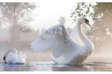 Красивые белые лебеди на воде
