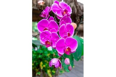 Дикие орхидеи на севере Таиланда