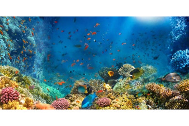 Подводный мир. Риф и рыбы в Красном море в Египте