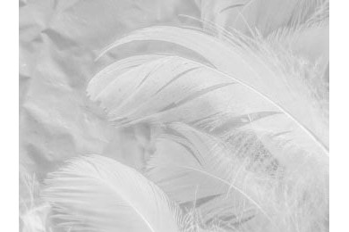 Белые перья на белом фоне и мягкая текстура